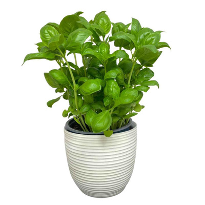 Produktfoto zu Topf Basilikum