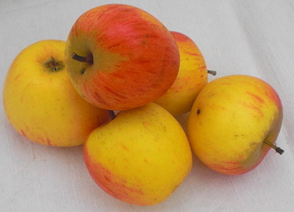 Produktfoto zu Apfel, Juliet