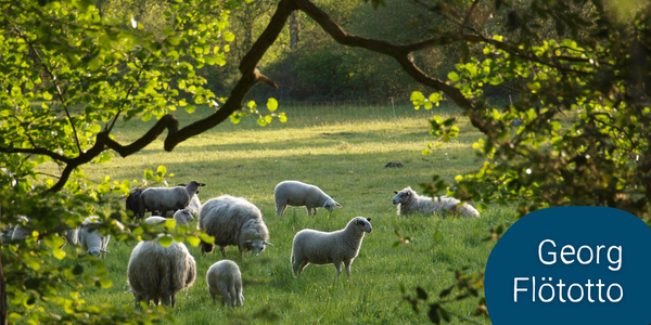 KI generiert: Das Bild zeigt eine Gruppe von Schafen, die auf einer grünen Wiese grasen. Im Vordergrund sind Bäume und Sträucher zu sehen, die den Blick auf die friedliche, ländliche Szene einrahmen.