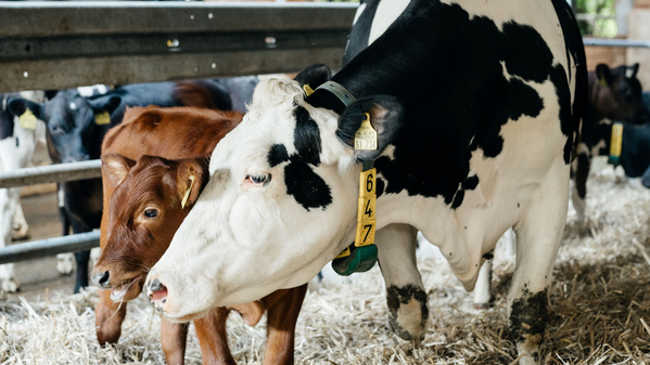 KI generiert: Eine schwarz-weiße Kuh und ein Kalb stehen zusammen im Stall auf Stroh.