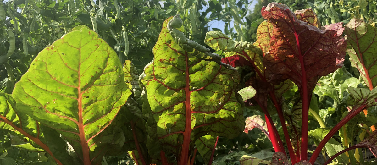 KI generiert: Vordergrund zeigt kräftige Mangoldblätter in hellem Sonnenlicht. Im Hintergrund sind weitere grüne Pflanzen zu sehen.