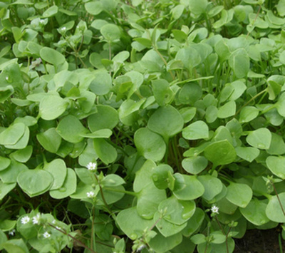 Produktfoto zu Postelein Salat