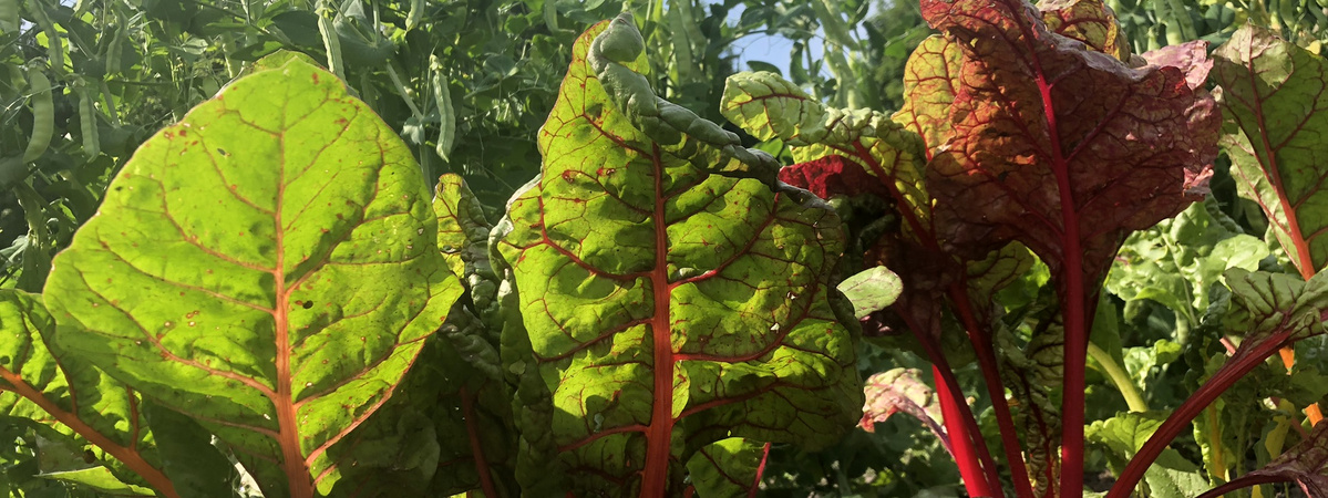 KI generiert: Bunte Mangoldblätter mit roten Stielen leuchten im Sonnenlicht.