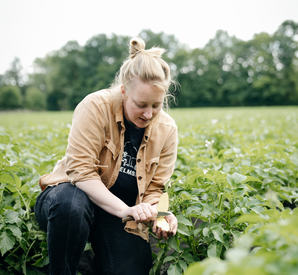 KI generiert: Eine Person prüft eine aufgeschnittene Kartoffel in einem Kartoffelfeld.