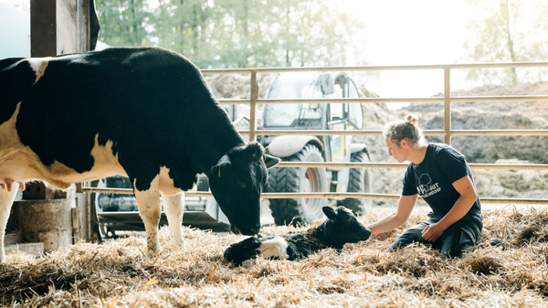 KI generiert: Eine Person betreut ein Kalb neben einer Kuh in einem Stall. Im Hintergrund ist ein Traktor sichtbar.