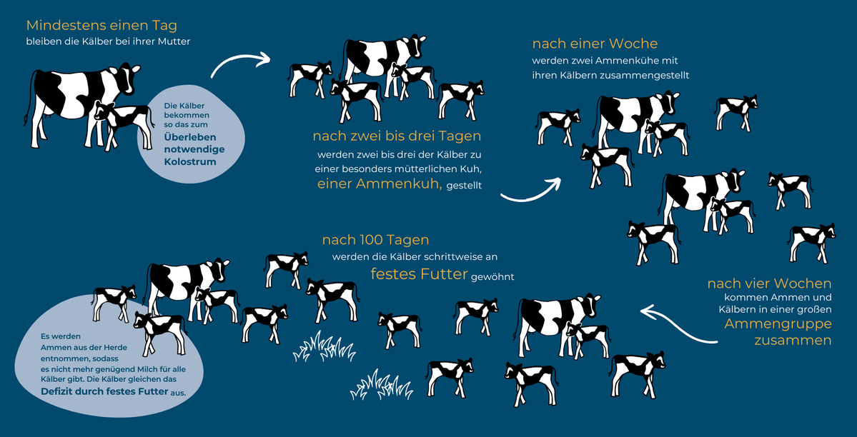 KI generiert: Das Bild zeigt den Prozess der Kälberaufzucht von Kühen, bei dem Kälber von der Mutter getrennt und zu Ammenkühen gebracht werden. Es beschreibt die verschiedenen Phasen der Aufzucht, einschließlich der Einführung von festem Futter und der Bildung von Gruppen.