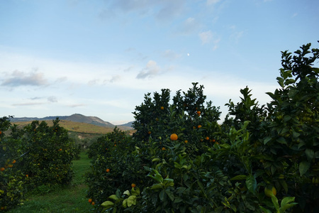 Ein Orangenhain am späten Nachmittag mit Bergen im Hintergrund.