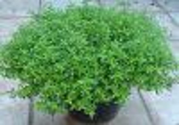 Produktfoto zu Topf Thymian, echter