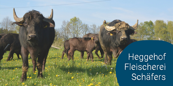 KI generiert: Das Bild zeigt eine Herde Büffel, die auf einer grünen Wiese mit gelben Blumen weidet. Im Vordergrund sind zwei Büffel mit großen Hörnern prominent zu sehen.