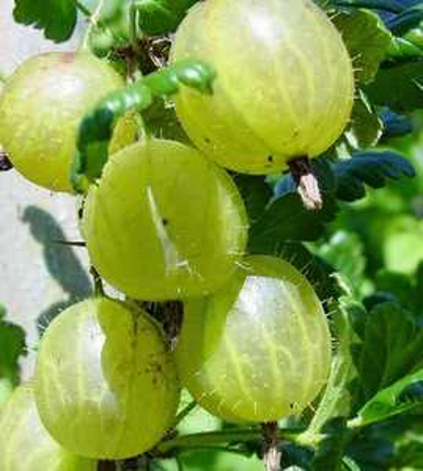 Produktfoto zu Stachelbeeren rot, 250g