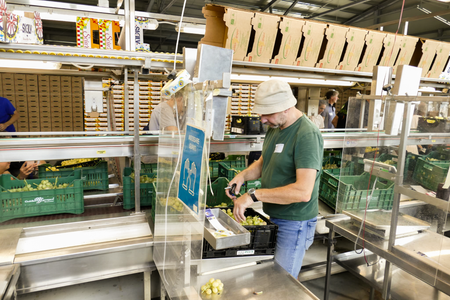 Oli verpackt an einer Halle die geernteten Weintrauben in Kisten, die dann auf unser Gut Wilhelmsdorf verschickt werden.