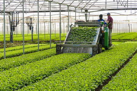 Ein Gewächshaus mit einer Maschine, die Salatpflanzen erntet.