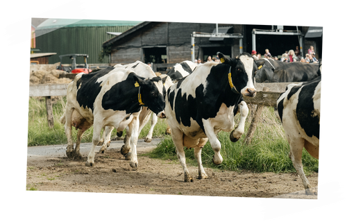 KI generiert: Kühe rennen über einen Hofweg, während Menschen im Hintergrund zuschauen.