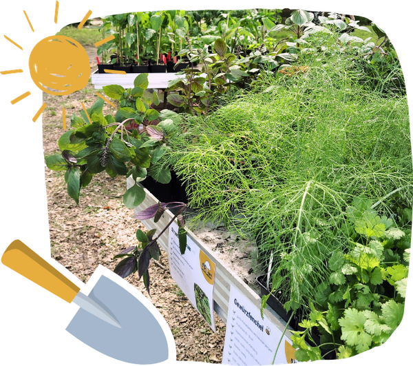 KI generiert: Das Bild zeigt eine Nahaufnahme von gelben Tomatenblüten an einer Pflanze mit grünen Blättern. Oben links ist eine stilisierte Sonne und unten links eine Gartenschaufel zu sehen.