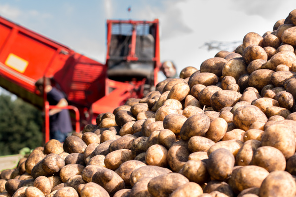 Käselaibe in Reiferegalen