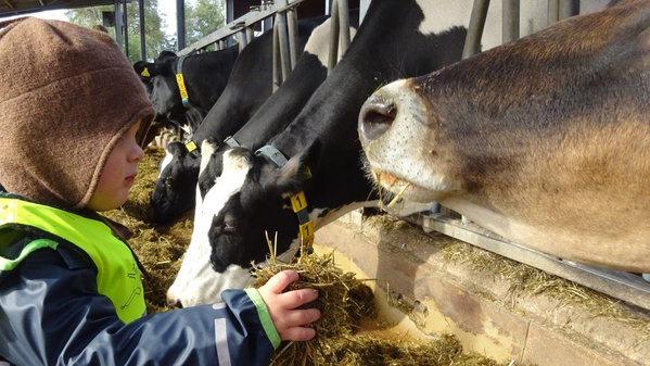 KI generiert: Ein Mann füttert eine Kuh mit Heu auf einer Farm.
