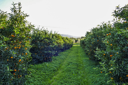 Clementinen-Bäume in einer Plantage von Biosybaris in Süditalien mit sichtbarem grünem Bodenweg zwischen den Baumreihen.