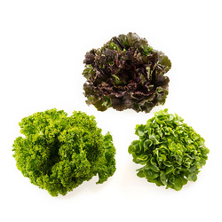 Produktfoto zu Salat der Woche