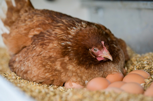 KI-generierte Beschreibung: Hauptinhalt des Bildes: Ein braunes Meerschweinchen.