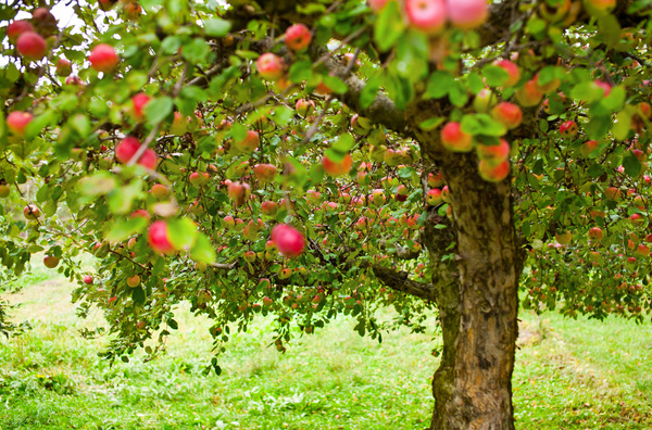 KI generiert: Hauptinhalt: Apfelbaum mit reifen Äpfeln im grünen Laub.