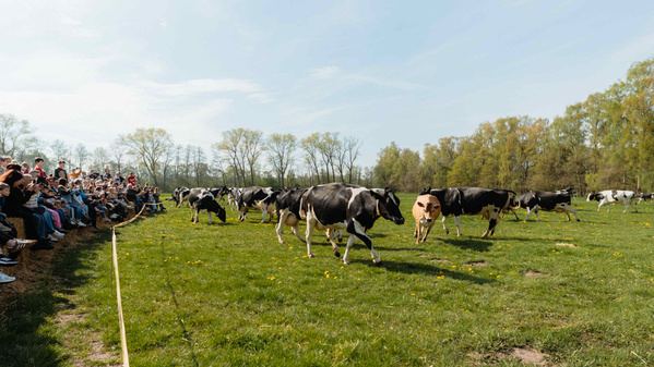Kühe auf der Weide beim Weideaustrieb 2026 auf Gut Wilhelmsdorf